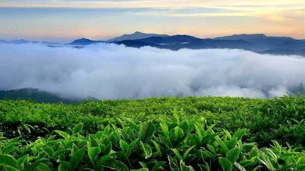 Đồi chè Cầu Đất luôn nằm trong top những điểm chụp hình đẹp ở Đà Lạt.