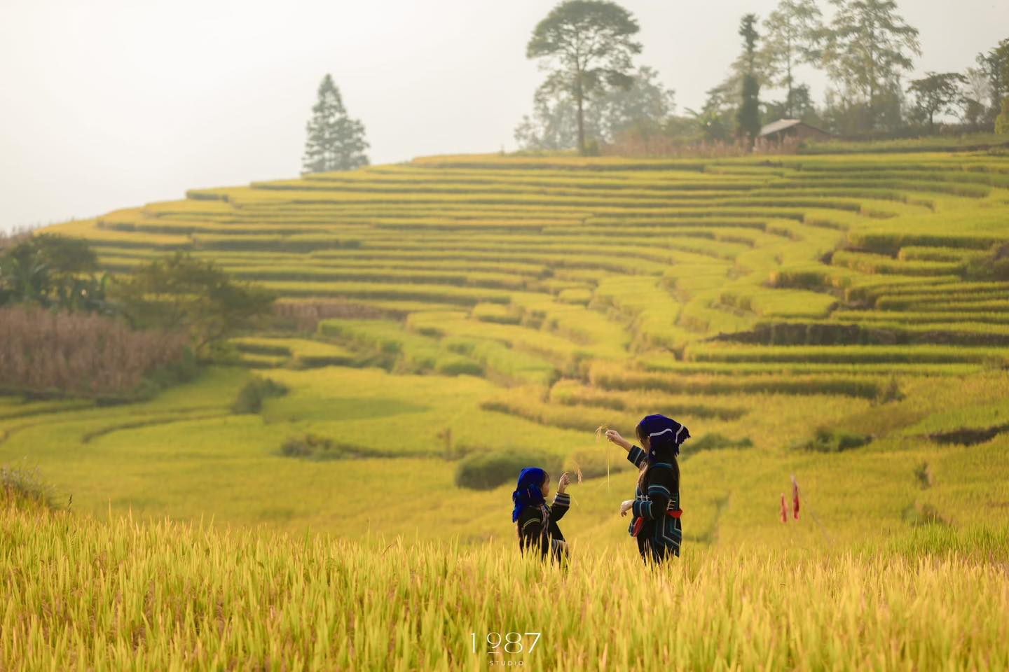 Ruộng bậc thang Mù Cang Chải là địa điểm du lịch ở Yên Bái nổi tiếng toàn cầu.